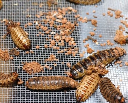 Terminatör böcekler iş başında