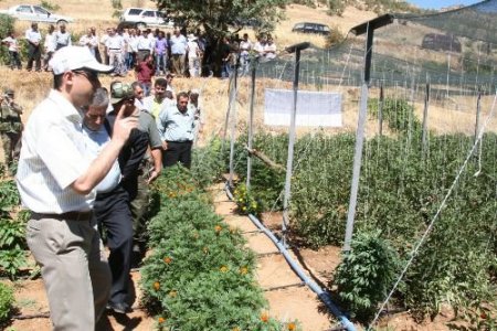 Terör Mağduru Yeşilli'de Organik Tarım Yapılıyor