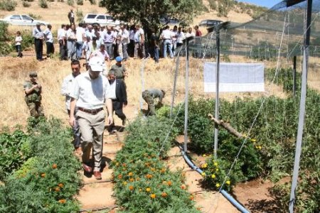 Terör Mağduru Yeşilli'de Organik Tarım Yapılıyor