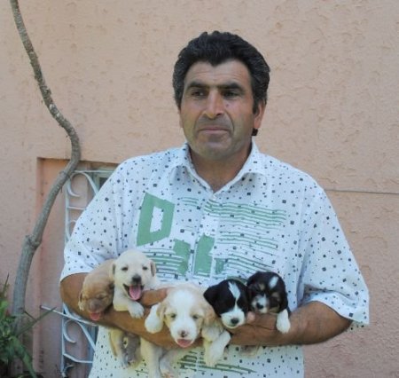 Terrier Ve Kaniş Cinsi Köpek Yavrularına Gönüllü Bakıcı Arıyor