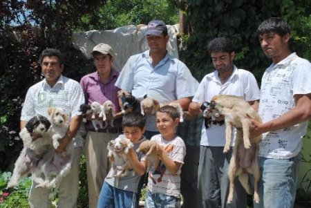 Terrier Ve Kaniş Cinsi Köpek Yavrularına Gönüllü Bakıcı Arıyor