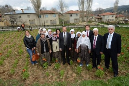 Ters lale ekonomiye kazandırılacak