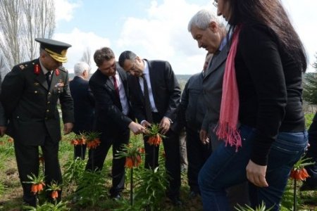 Ters lale ekonomiye kazandırılacak