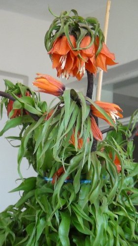 Ters lale kaçakçılarına karşı mücadele başlatıldı