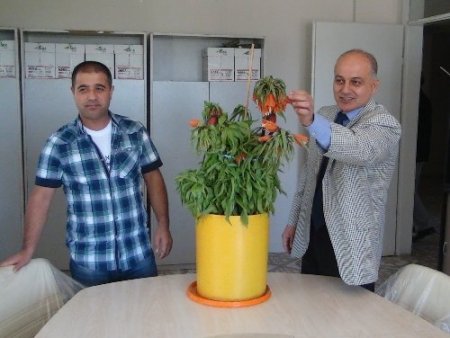 Ters lale kaçakçılarına karşı mücadele başlatıldı