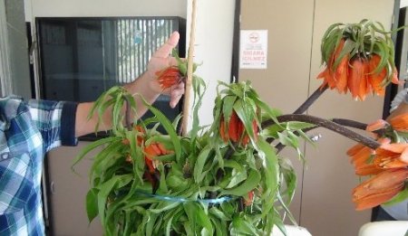 Ters lale kaçakçılarına karşı mücadele başlatıldı