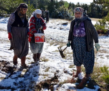 Ters lale köylünün geçim kaynağı olacak