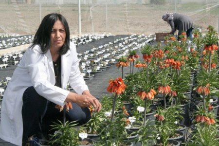 Ters Lale Türleri Erzincan’da Islah Ediliyor