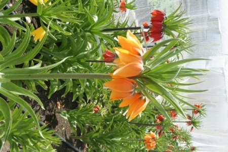 Ters Lale Türleri Erzincan’da Islah Ediliyor