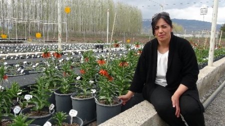 Ters lale türleri Erzincan’da ıslah ediliyor