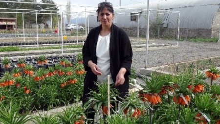 Ters lale türleri Erzincan’da ıslah ediliyor