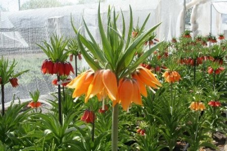 Ters lale türleri Erzincan’da ıslah ediliyor