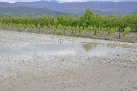 Tersakan Irmağı taştı, ekili araziler sular altında kaldı