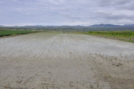 Tersakan Irmağı taştı, ekili araziler sular altında kaldı