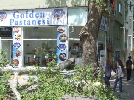Tescilli ağacın kopan dalı pastaneye hasar verdi
