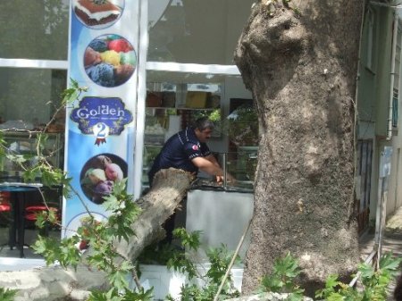 Tescilli ağacın kopan dalı pastaneye hasar verdi