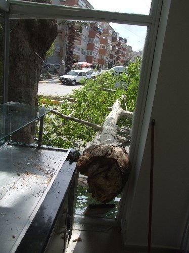 Tescilli ağacın kopan dalı pastaneye hasar verdi