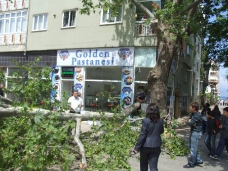 Tescilli ağacın kopan dalı pastaneye hasar verdi