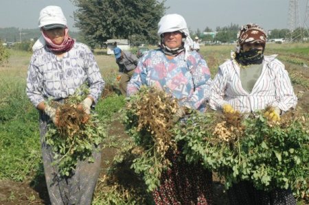 Teşvik Bekleyen Fıstık İşletmecileri Zor Günler Yaşıyor