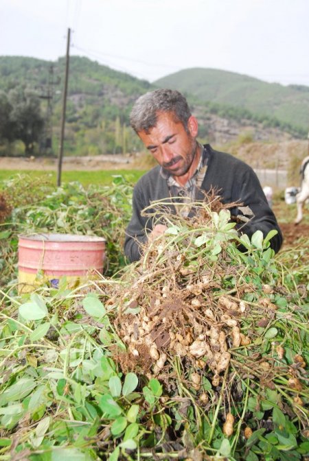 Teşvik Bekleyen Fıstık İşletmecileri Zor Günler Yaşıyor