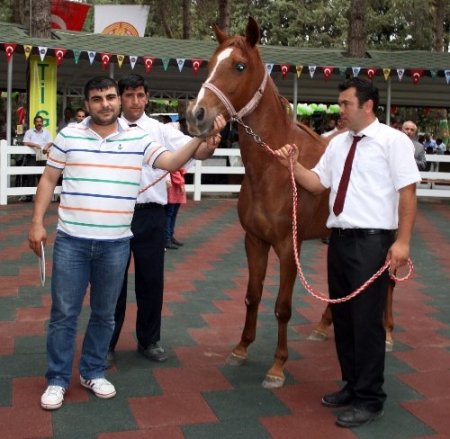 TİGEM, tay satışlarından yaklaşık 2 milyon lira gelir elde etti