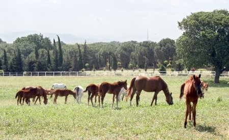TİGEM’den promosyonlu tay satışı