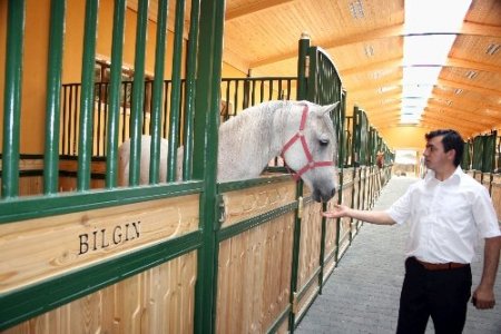 TİGEM’den promosyonlu tay satışı