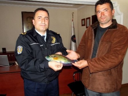 Tirebolu'da ağlara takılan bordo-mavi balık şaşırttı