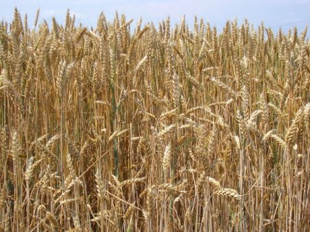 Tmo, Buğdayı Protein Oranına Göre Alıyor