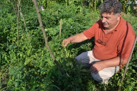 Tomatillo Sofraların Yeni Lezzeti Olmaya Aday