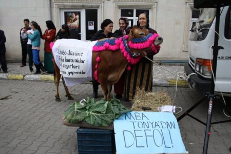 Tonyalılardan çimento fabrikasına karşı inekli eylem