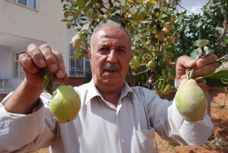 Toprak aşığı dede, bahçesini Türkiye’nin meyve haritası yaptı