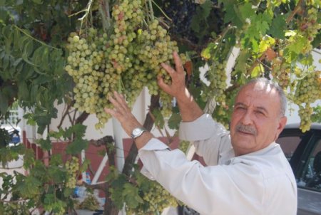 Toprak aşığı dede, bahçesini Türkiye’nin meyve haritası yaptı