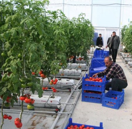 Topraksız Serada İlk Domates Hasadı Yapıldı