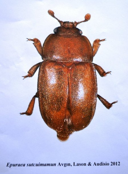 Toros Dağları'nın zirvesinde yaşayan yeni bir böcek türü keşfedildi