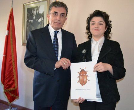 Toros Dağları'nın zirvesinde yaşayan yeni bir böcek türü keşfedildi