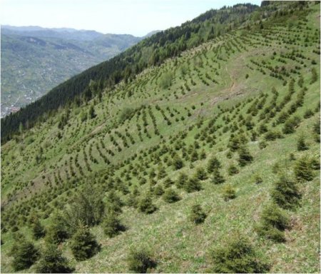 Trabzon’da orman kadastrosunun yüzde 81’i tamamlandı