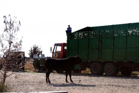 Trafiği Alt Üst Eden Boğa Kepçeyle Yakalandı