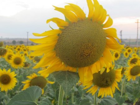 Trakya Ovası Ayçiçeğiyle Sarıya Boyandı