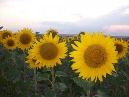 Trakya Ovası Ayçiçeğiyle Sarıya Boyandı