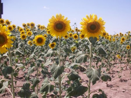 Trakya Ovası Ayçiçeğiyle Sarıya Boyandı