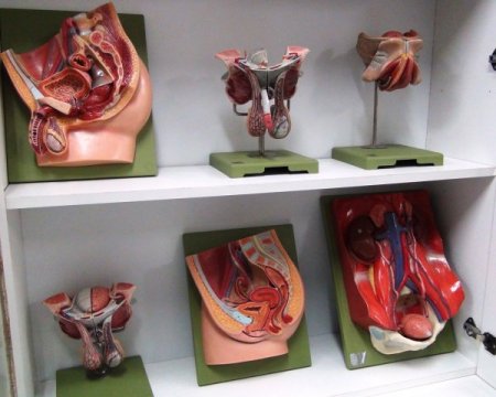 Trakya Üniversitesi Tıp Fakültesi Hastanesi'nde Anatomi Müzesi açıldı