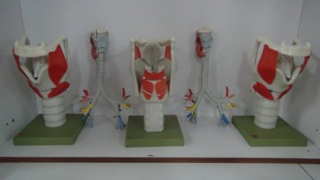 Trakya Üniversitesi Tıp Fakültesi Hastanesi'nde Anatomi Müzesi açıldı