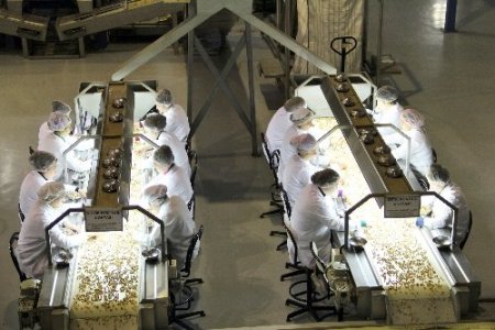 TTB, fındık seçme elemanı yetiştirecek