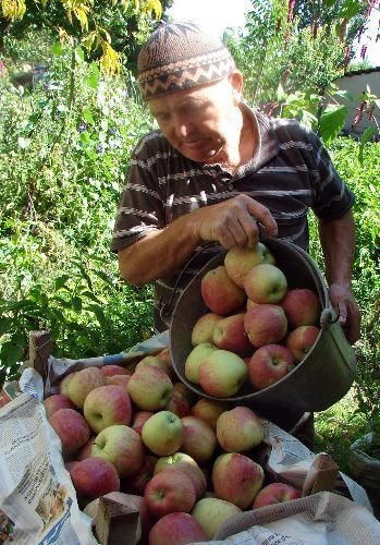 Tüccar 65 Kuruş Verince, Üretici Elmayı Soğuk Hava Deposuna Kaldırdı