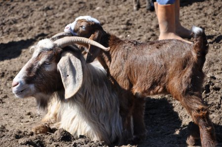 Tunceli'de anneleri ile buluşan kuzuların görüntüsü belgeselleri aratmıyor