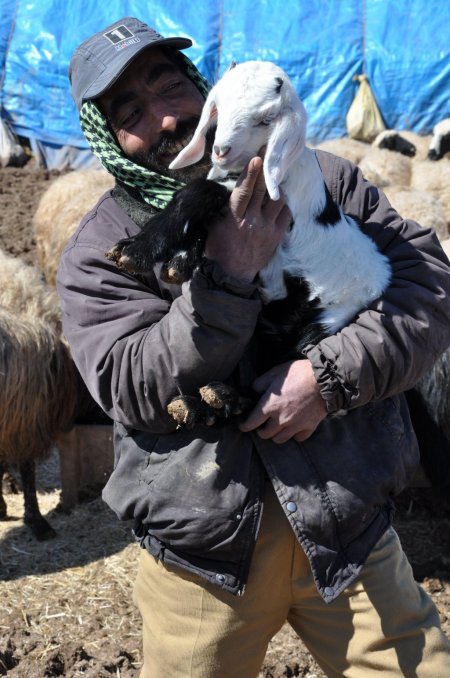 Tunceli'de anneleri ile buluşan kuzuların görüntüsü belgeselleri aratmıyor