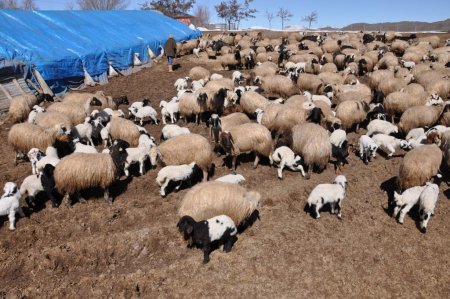 Tunceli'de anneleri ile buluşan kuzuların görüntüsü belgeselleri aratmıyor