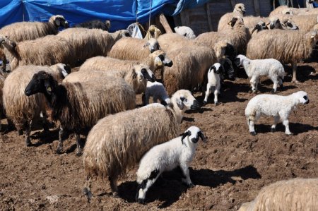 Tunceli'de anneleri ile buluşan kuzuların görüntüsü belgeselleri aratmıyor