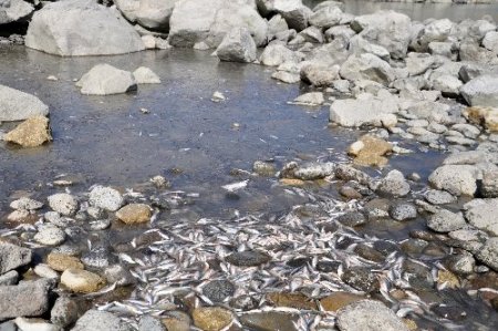 Tunceli'deki balık ölümleri Devlet Denetle Kurumu'na taşındı